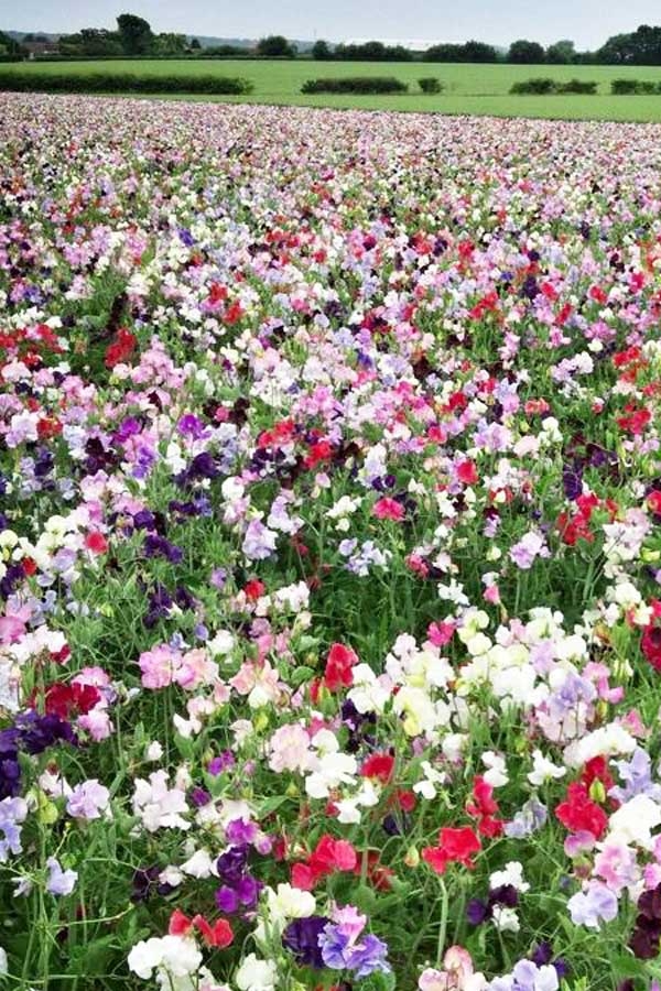 Sweet Peas growing in a field